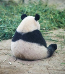 Image of sad panda who doesn't want to look at us